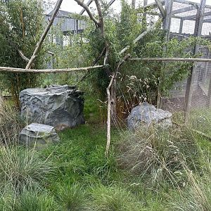 Oncilla Enclosure at Hamerton Zoo Park (October 2023)