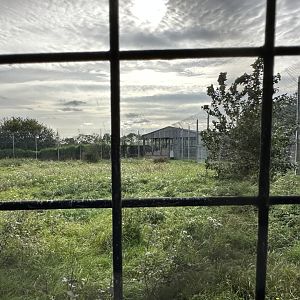Tiger Enclosure at Hamerton Zoo Park (October 2023)