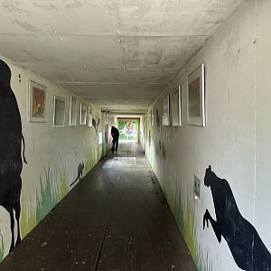 Tiger Tunnel at Hamerton Zoo Park (October 2023)