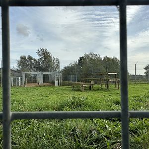 Tiger Enclosure at Hamerton Zoo Park (October 2023)