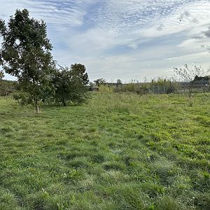 Maned Wolf Enclosure at Hamerton Zoo Park (October 2023)