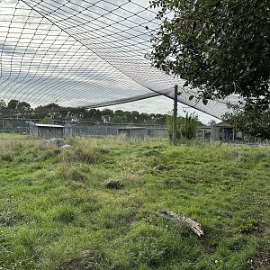 Serval Enclosure at Hamerton Zoo Park (October 2023)