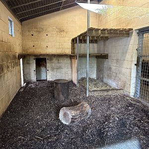 Tiger Indoor Enclosure at Hamerton Zoo Park (October 2023)