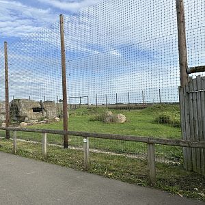 Tiger Enclosure at Hamerton Zoo Park (October 2023)