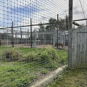 Tiger Off-Show Enclosures at Hamerton Zoo Park (October 2023)