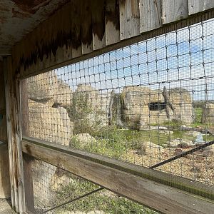 Tiger Falls at Hamerton Zoo Park (October 2023)