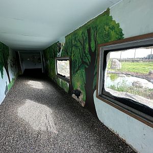 Malayan Tiger Viewing Area at Hamerton Zoo Park (October 2023)