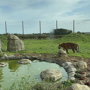 Malayan Tiger Enclosure at Hamerton Zoo Park (October 2023)