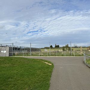 Syrian Brown Bear Enclosure at Hamerton Zoo Park (October 2023)