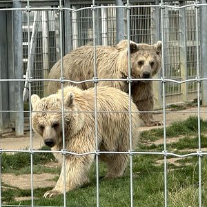 Syrian Brown Bears at Hamerton Zoo Park (October 2023)