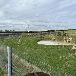 Syrian Brown Bear Enclosure at Hamerton Zoo Park (October 2023)