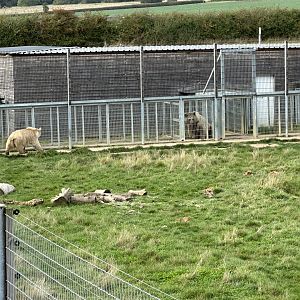 All Three Syrian Brown Bears at Hamerton Zoo Park (October 2023)