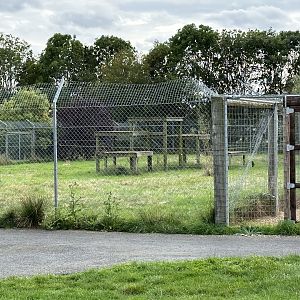 Cheetah Enclosure at Hamerton Zoo Park (October 2023)