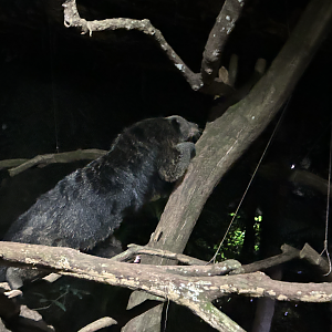 Binturong, Leopard Trail