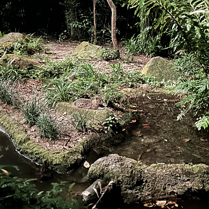 Fishing Cat, Fishing Cat Trail
