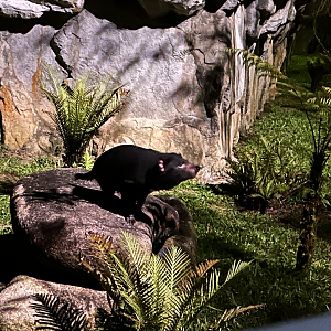 Tasmanian Devil, Tasmanian Devil Trail