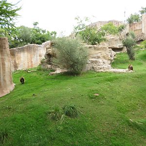 Lush Gelada Exhibit