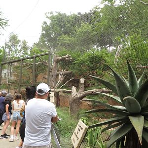 Leopard Exhibit