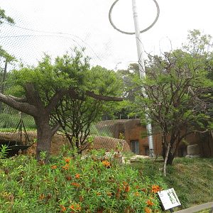 Vervet Monkey Exhibit