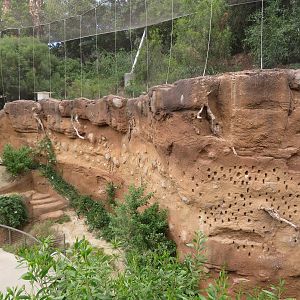 Mudbank Nesting Holes