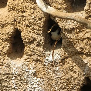 Magpie Mannikin Using Nesthole