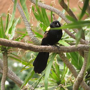 Yellow-mantled Widowbird