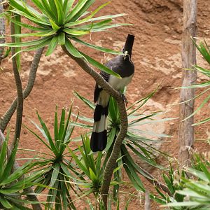 White-bellied Go-away-bird