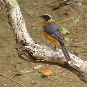 Snowy-crowned Robin-chat
