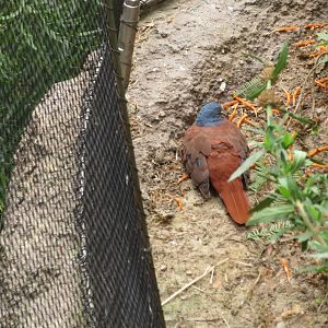 Blue-headed Wood Dove