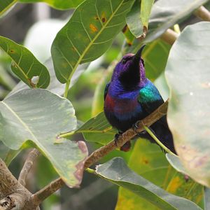 Splendid Sunbird (Male)