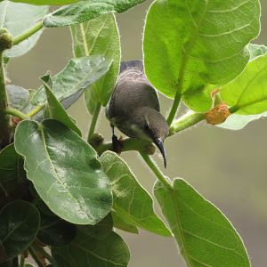 Splendid Sunbird (Female)