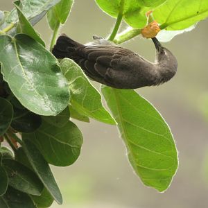 Female Sunbird Feeding