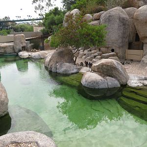 African Penguin Exhibit