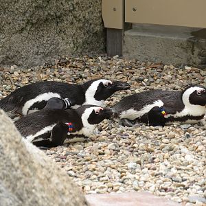 Penguins with Different ID Bands