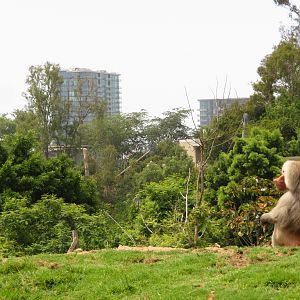 Baboon's Skyline View