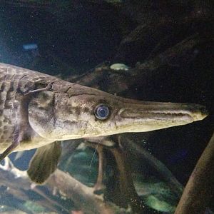 Alligator Gar (Atractosteus spatula)