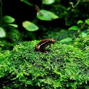 Anthony's Poison Dart Frog (Epipedobates anthonyi)