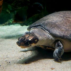 Arrau Turtle (Podocnemis expansa)