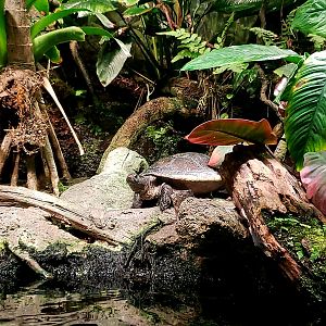 Arrau Turtle (Podocnemis expansa)