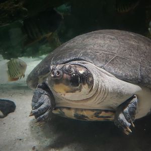 Arrau Turtle (Podocnemis expansa)