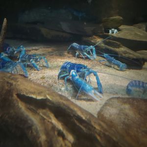 Australian Blue Crayfish (Cherax quadricarinatus)