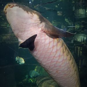 Australian Lungfish (Neoceratodus forsteri)