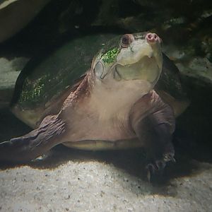 Big-Headed Amazon River Turtle (Peltocephalus dumerilianus)