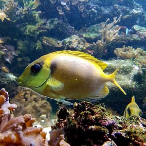 Blackeye Rabbitfish (Siganus puelloides)