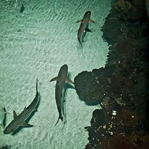 Blacktip Reef Sharks (Carcharhinus melanopterus)