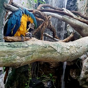 Blue-and-Yellow Macaw (Ara ararauna)