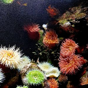 Coldwater Anemones