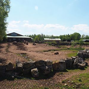 Southern white rhinoceros and Warthog paddock,  2023-05-19