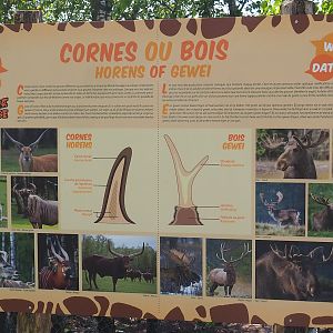 Horns and antlers signage, 2023-05-19