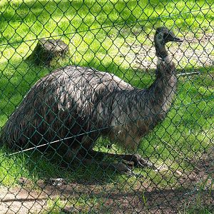 Emu (Dromaius novaehollandiae), 2023-05-19